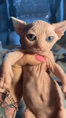 Tired Sphynx Cat GIF