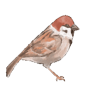 vielkaortega bird watercolor maya cottagecore Sticker