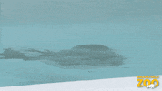 Popping Oh No GIF by Brookfield Zoo