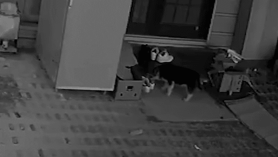 cuteanimalland giphyupload GIF