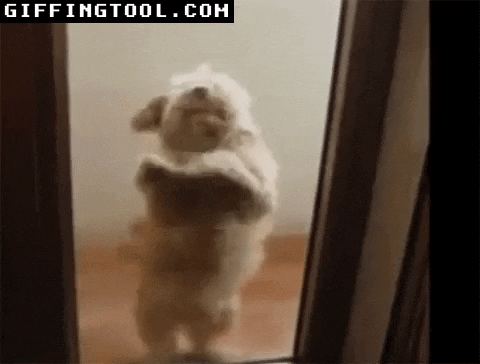 giphyupload GIF