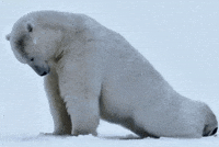 Polar Bear GIF