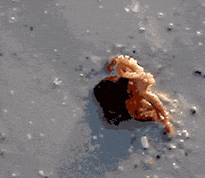baby octopus GIF