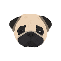 Dog Pug Sticker