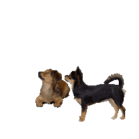 Dog Wo Sticker by Tierfotostudio