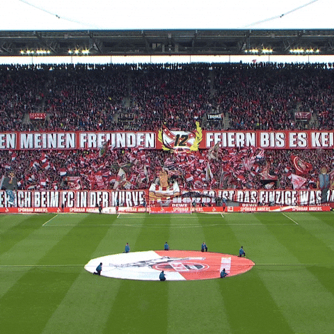 1 Fc Cologne Football GIF by 1. FC Köln