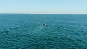 Tofoscuba  GIF