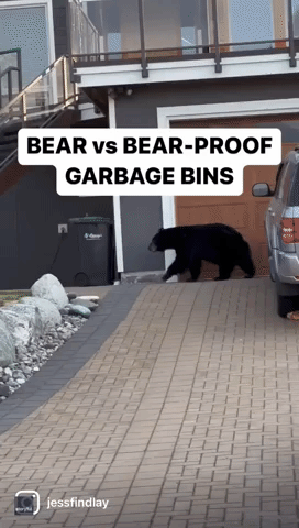 Bear Struggles With 'Bear-Proof' Trash Can