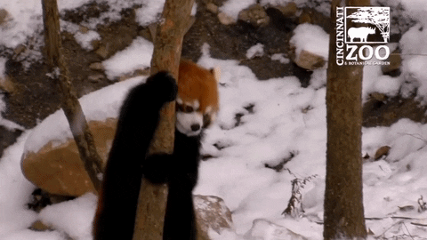 neige animaux GIF by BFMTV