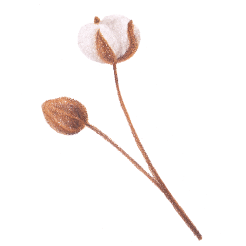 Cotton Sticker