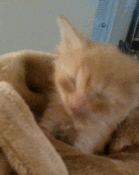 cats lol GIF by America's Funniest Home Videos