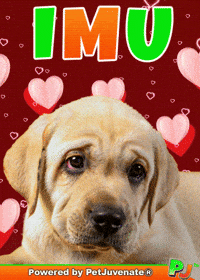 Valentines Day Love GIF by PetJuvenate - PJ