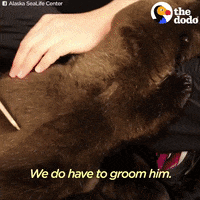 sea otters GIF by The Dodo