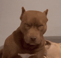 Dog Cr GIF
