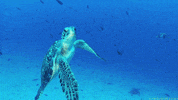 turtle GIF