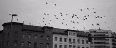 Flying Birds GIF by Prinz Pi
