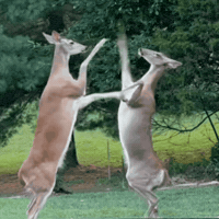 Deer GIF