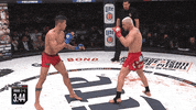 GIF by Bellator