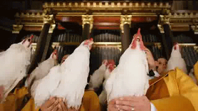 Chickens Choir GIF