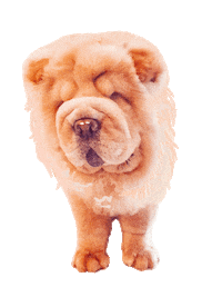 Chow Chow Sticker