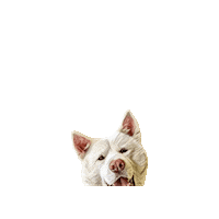 Belluccifriends Sticker by Bellucci Manila