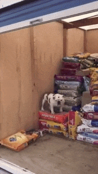 drake mascot GIF by DrakeUGriff