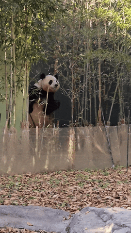 insight1 giphyupload GIF