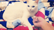 ni hao hello GIF