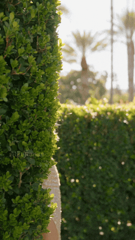 Wink Spying GIF
