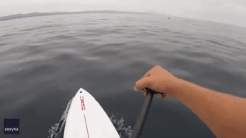'There's Patches!': Paddleboarder Spots Famed Dolphin Off California Coast