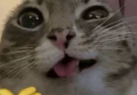 Cat Reaction GIF