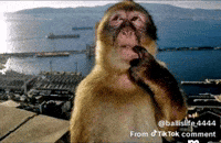 Teo Foll GIF