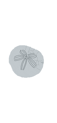 Designswithcare beach sea shell shore Sticker