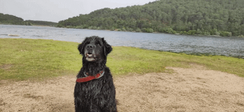 idelreyg giphygifmaker perro GIF