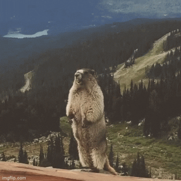 Gutenberg GIF