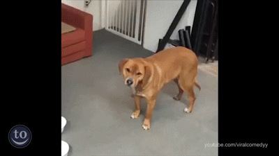 fetch GIF