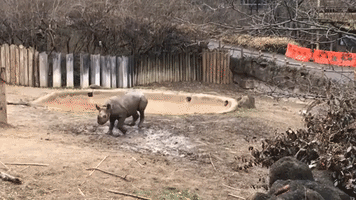 Cincinnati Zoo's Black Rhino Calf Rolls in the Mud
