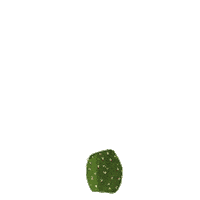 larapaulussen nature plant growth desert Sticker