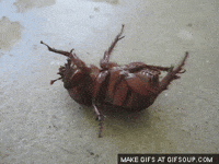 beetle GIF