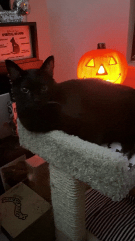 Black Cat Halloween Vibes GIF