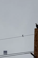 Fearless Mockingbird Bullies Bald Eagle Off Perch