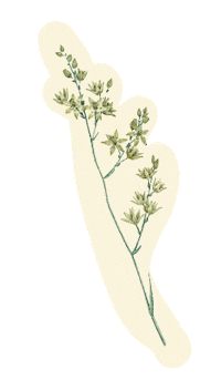Le Coquelicot Shop Sticker by Tana Rendon