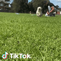 Ciao Cane GIF by TikTok Italia
