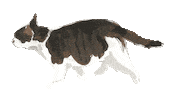 cat explore Sticker
