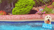 PeninsulaHumaneSocietySPCA pool pool party ball is life so fetch GIF