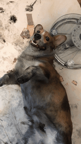 tingtinglu giphyupload GIF