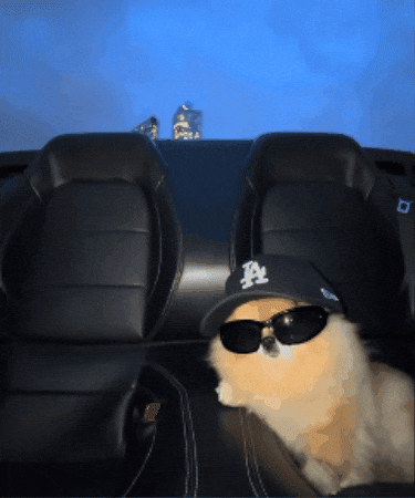 Dog Summer GIF