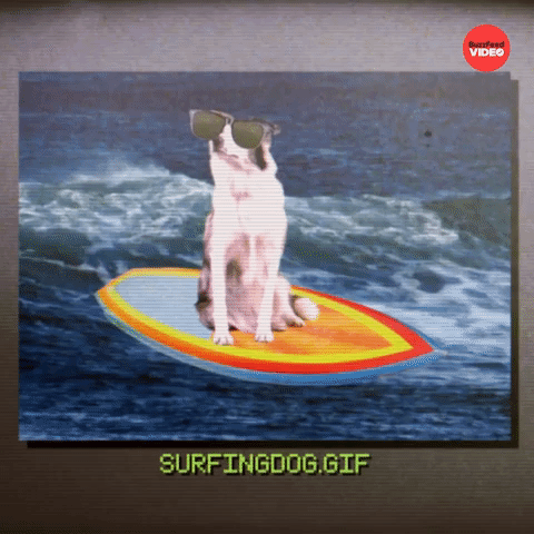 Surfingdog.gif