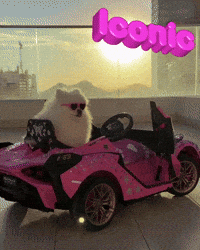 hilariadulcinea diva iconic cute dog pomeranian GIF
