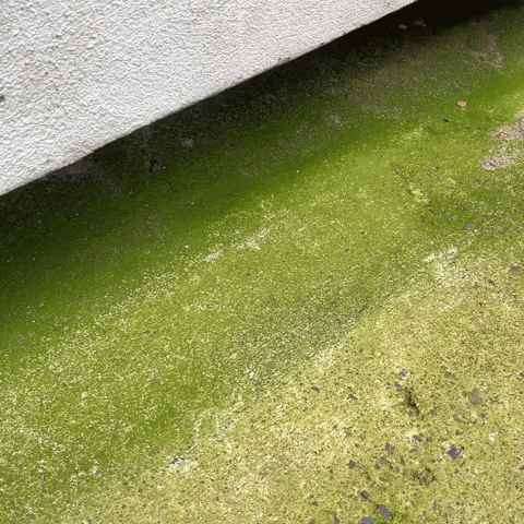 guidetobetterliving giphyupload algae lichen clean home GIF